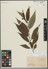 Foto von Salix alba L. x Salix fragilis L.